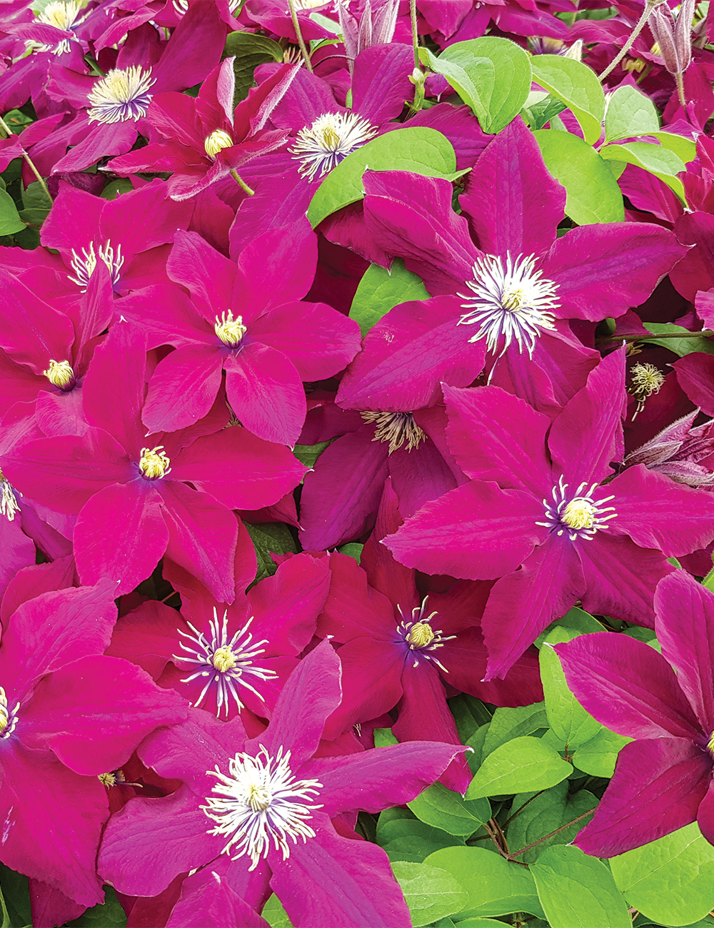 Clematis Jackmanii Hybrid 'Rosemoor' (Evipo002)