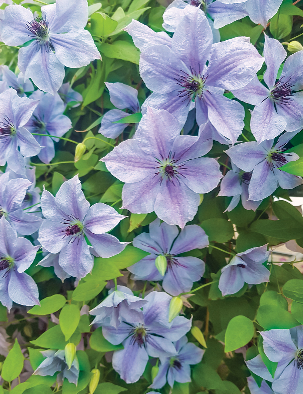 Clematis Jackmanii Hybrid 'Skyfall'