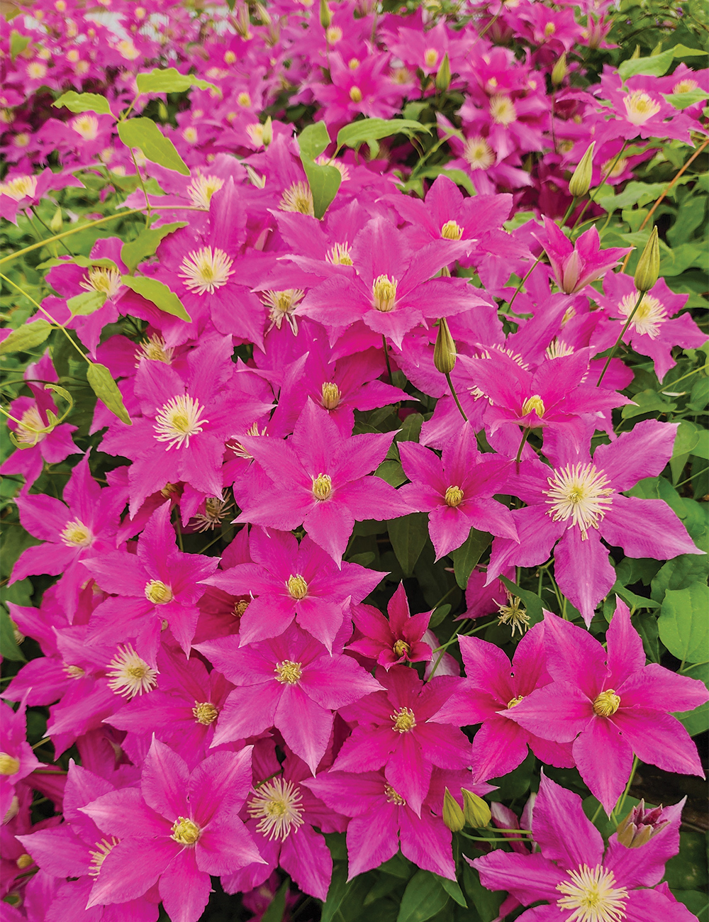 Clematis Jackmanii Hybrid 'Summer Girl'