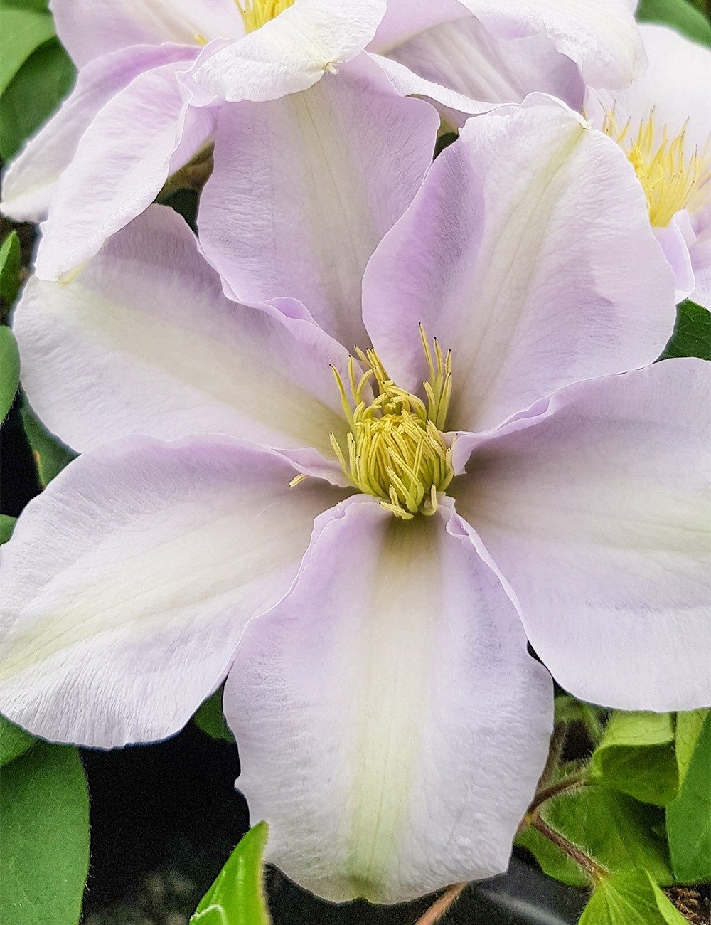 Clematis Jackmanii Hybrids Silver Moon