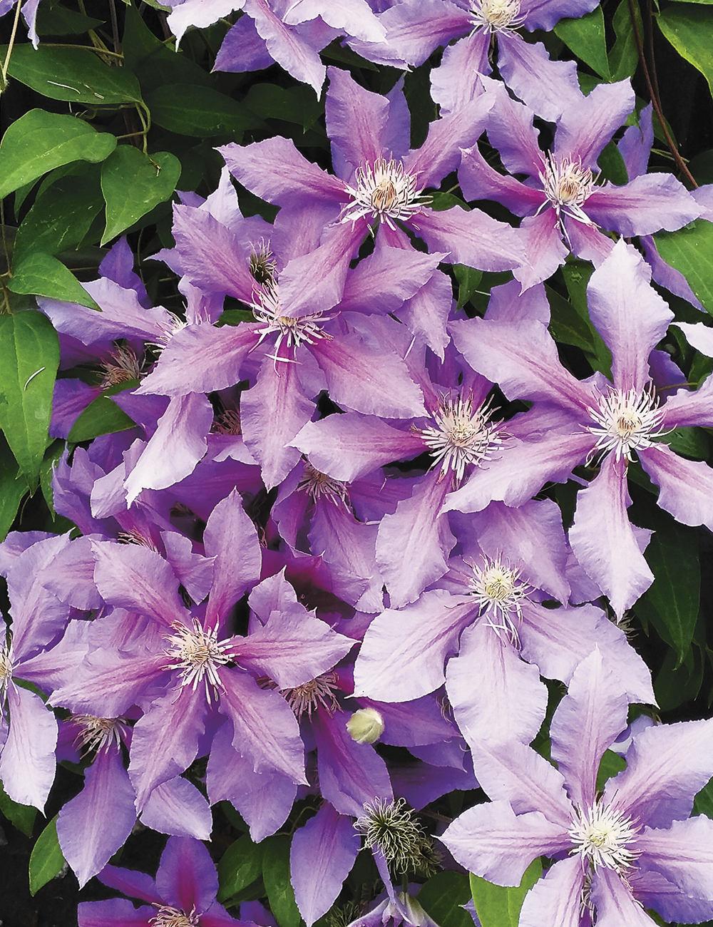 Clematis viticella 'Franziska Maria' ....................... Full Sun to Part Sh