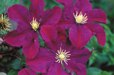 Clematis Jackmanii Hybrid Superba