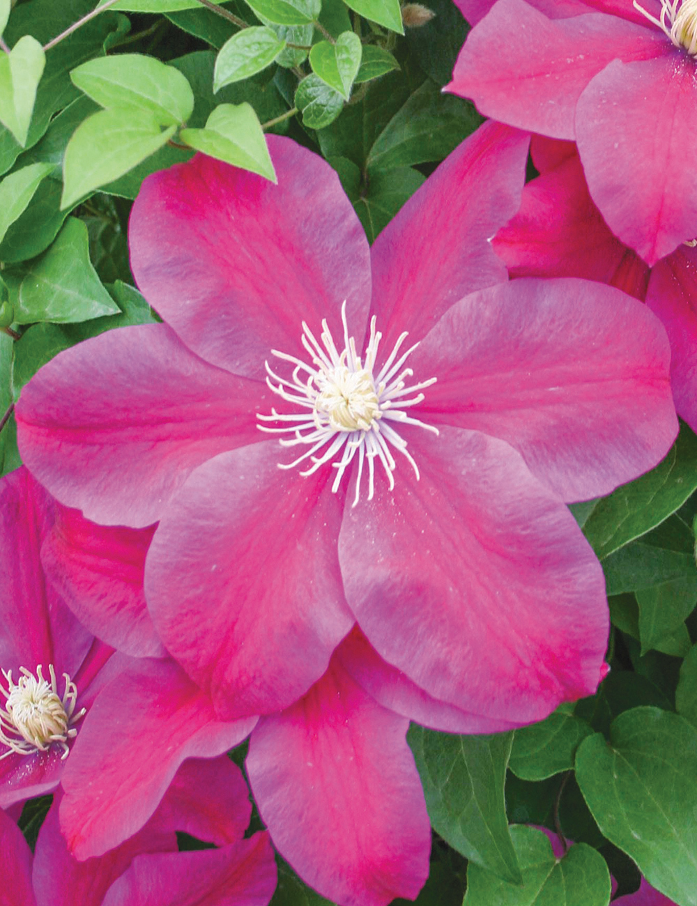 Clematis Jackmanii Hybrids Sunset