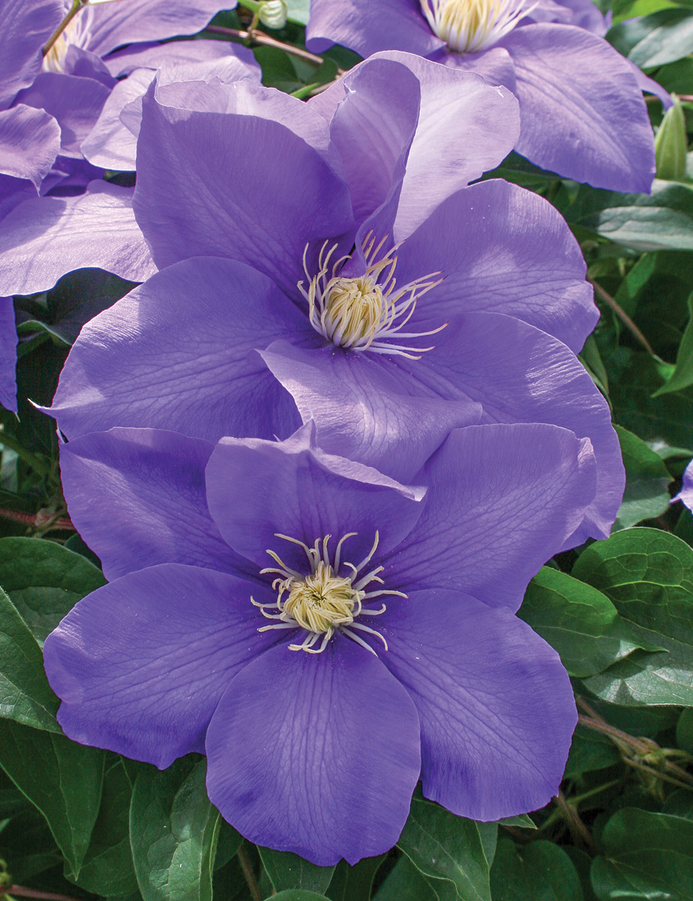 Clematis Jackmanii Hybrid 'Sho-Un'