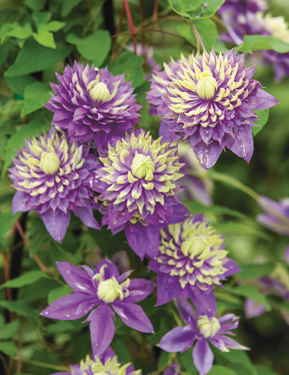 Clematis 'Taiga'