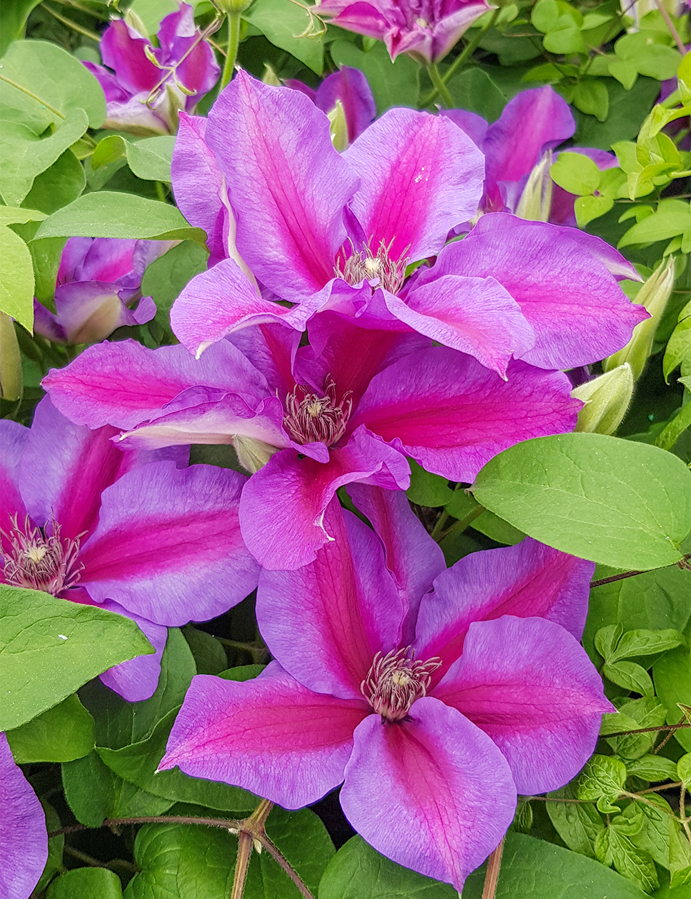 Clematis Jackmanii Hybrids Mrs N Thompson