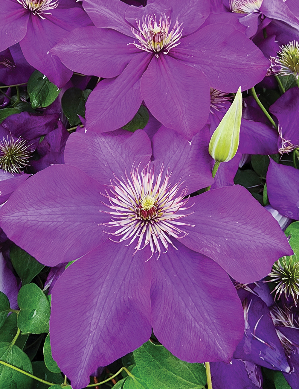 Clematis Jackmanii Hybrid 'The President'
