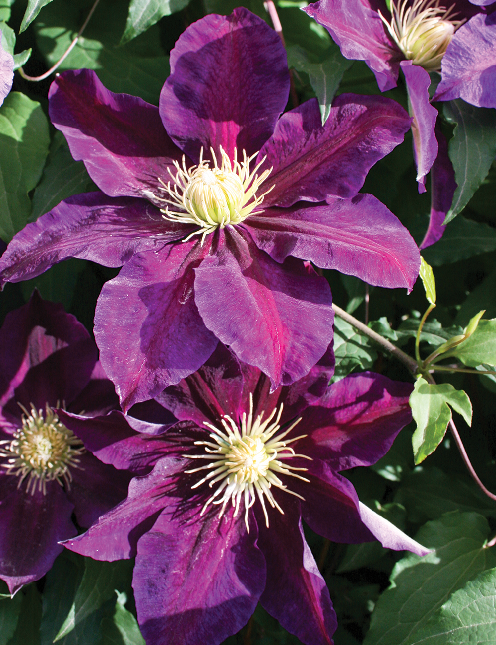 Jackmanii Hybrid Clematis 'The Vagabond'