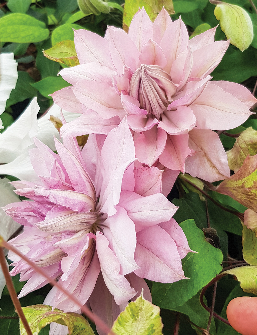 Jackmanii Hybrid Clematis 'Violet Elizabeth'