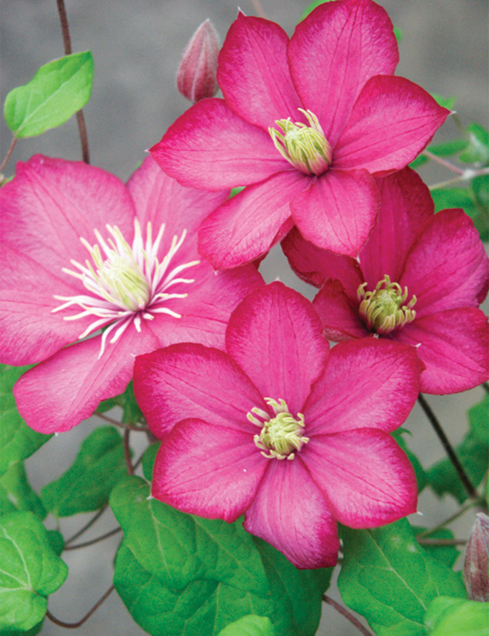 Clematis Jackmanii Hybrid 'Ville de Lyon'