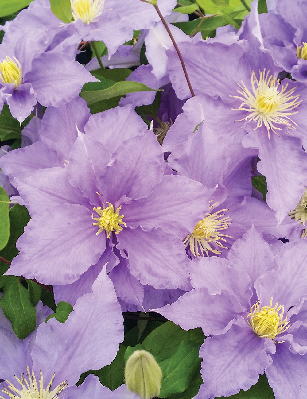 Clematis Hybrid Will Goodwin