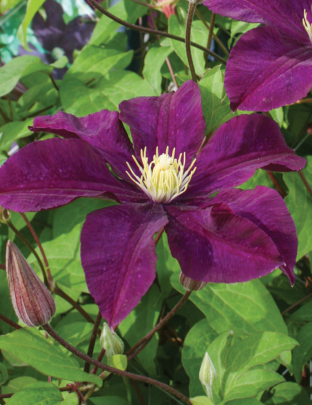 Clematis Jackmanii Hybrids Warsaw Nike