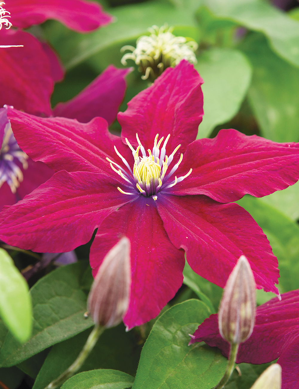 Clematis Jackmanii Hybrids Westerplatte