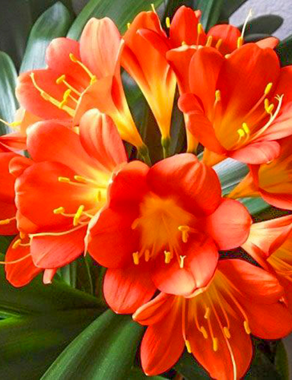 Clivia Advanced