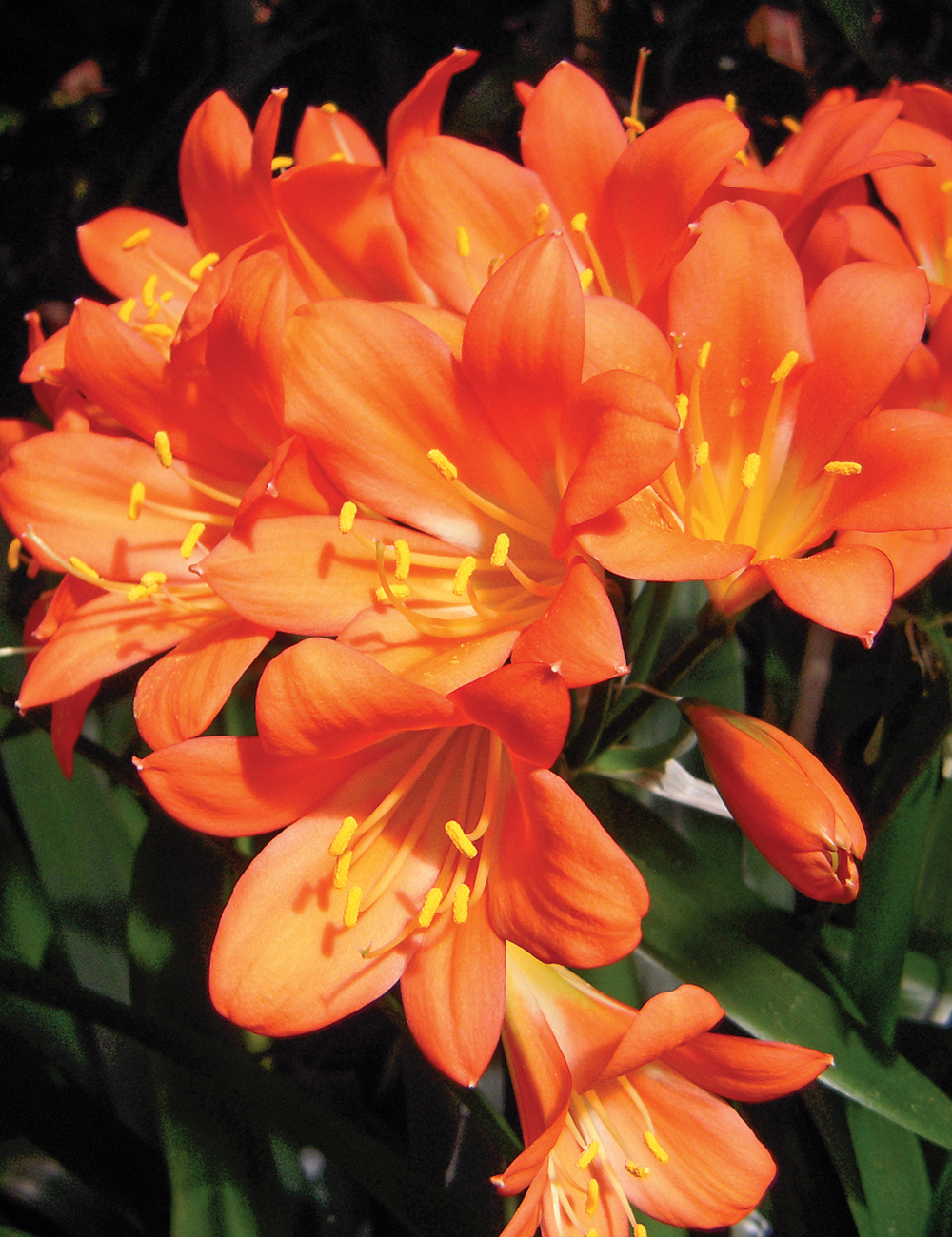 Clivia Orange