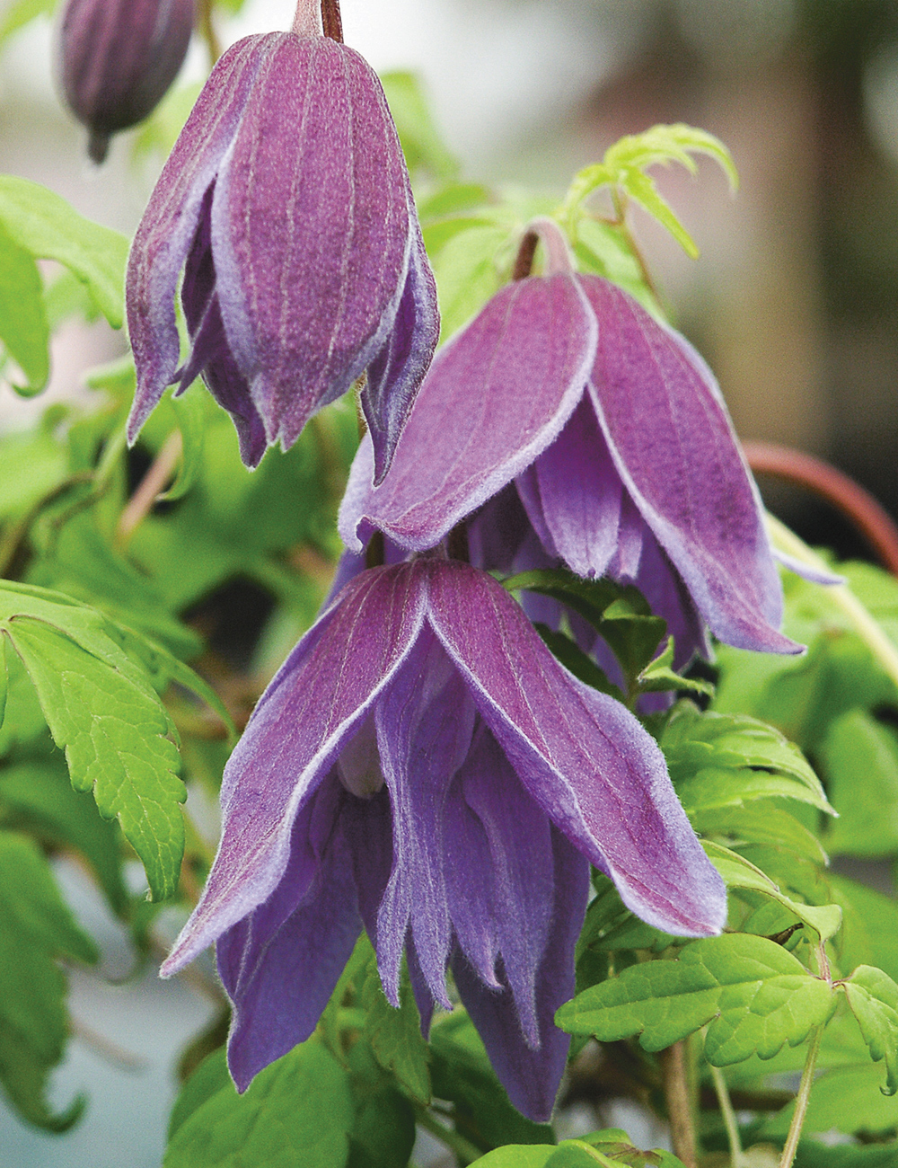 Clematis 'Pauline'