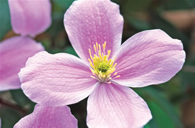 Clematis Rubens