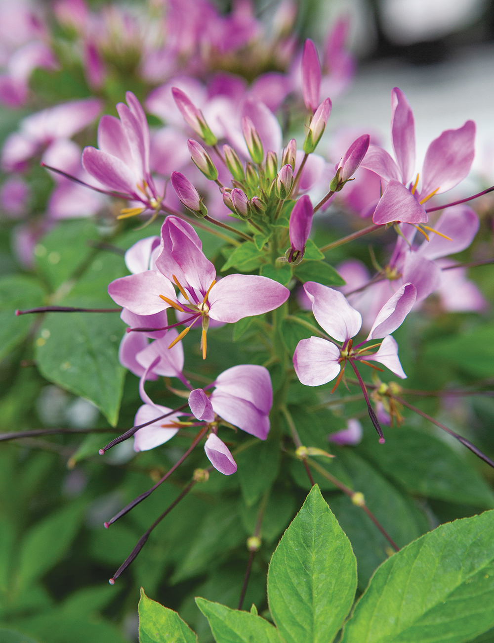 Cleome Clio Magenta