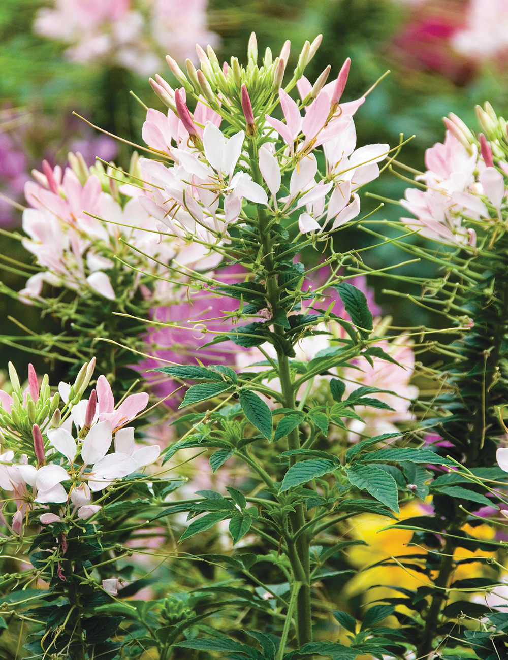 Cleome Clio Pink Lady