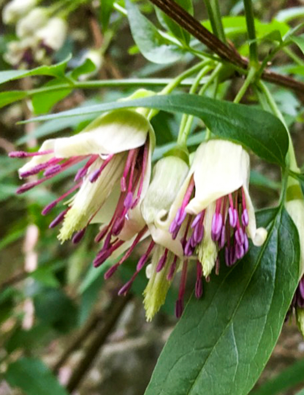 Nepal Clematis