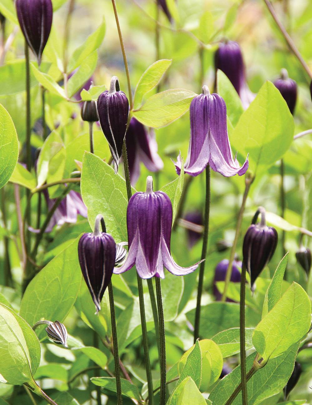 Clematis Rooguchi