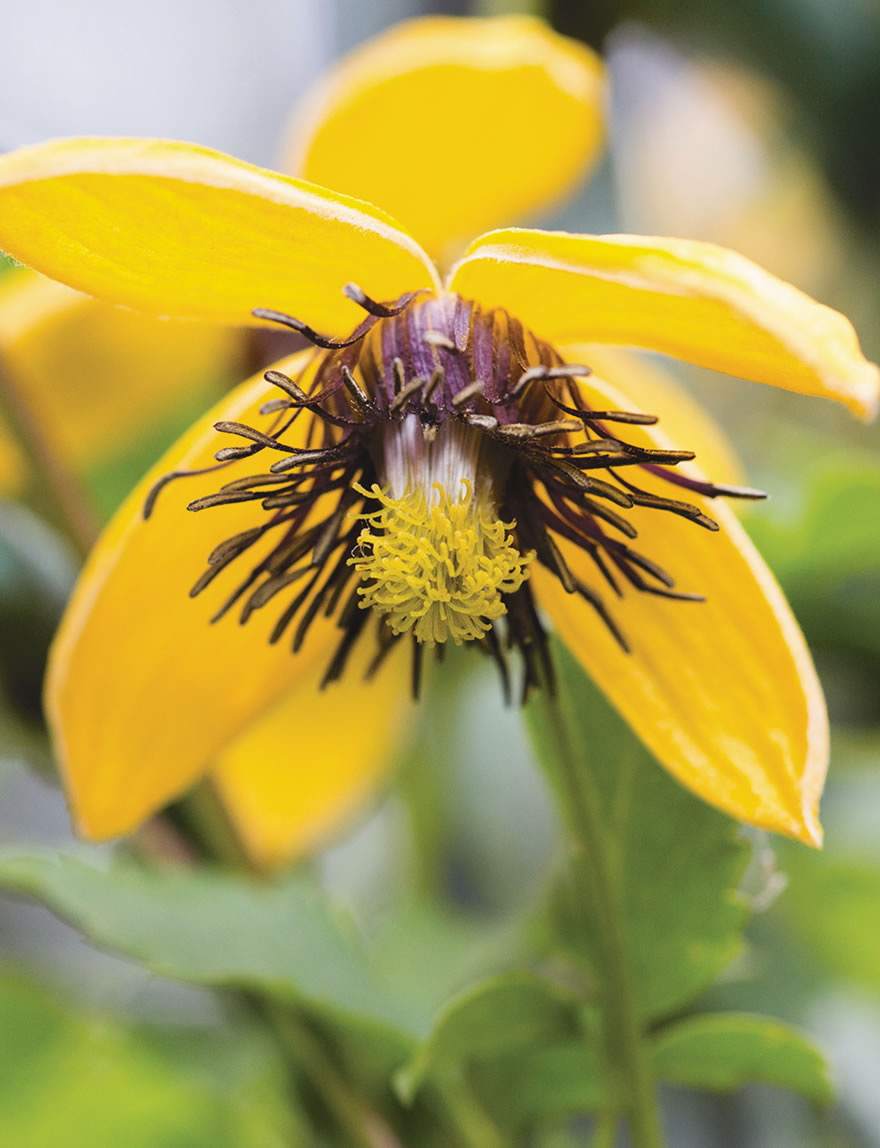 Clematis Golden Tiara