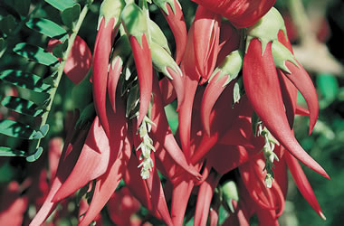 (16B) Clianthus 'Kaka King'
