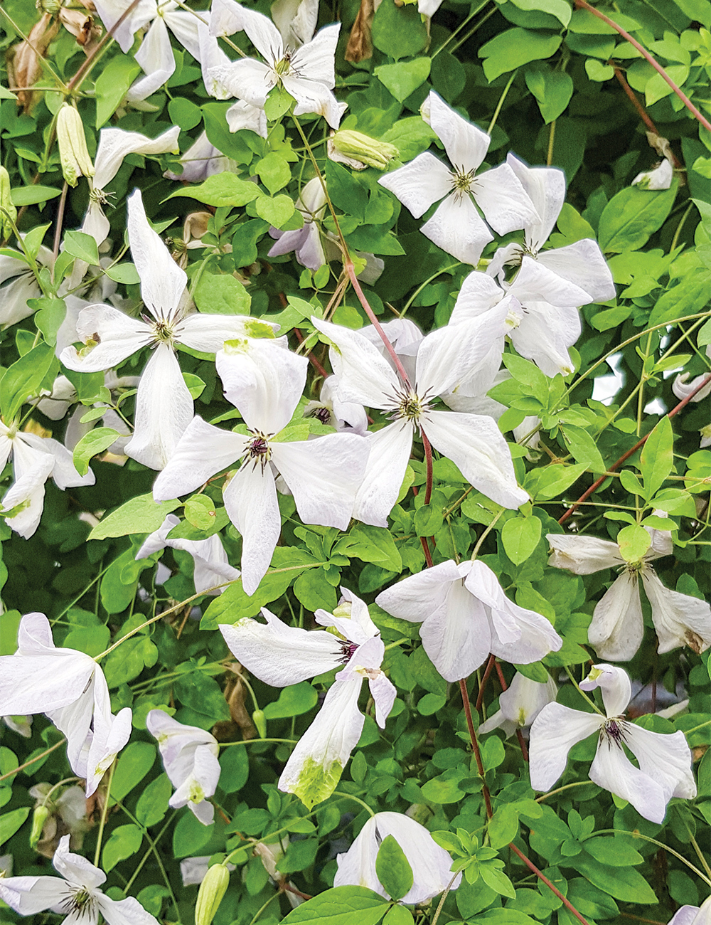 Viticella Clematis 'Alba Luxurians'