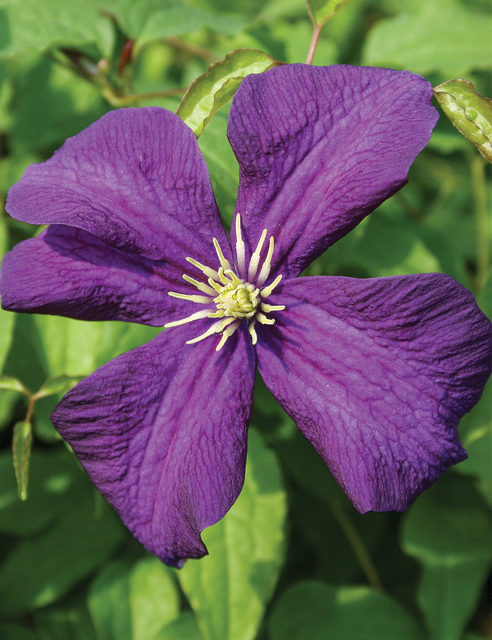 Viticella Clematis 'Aotearoa'