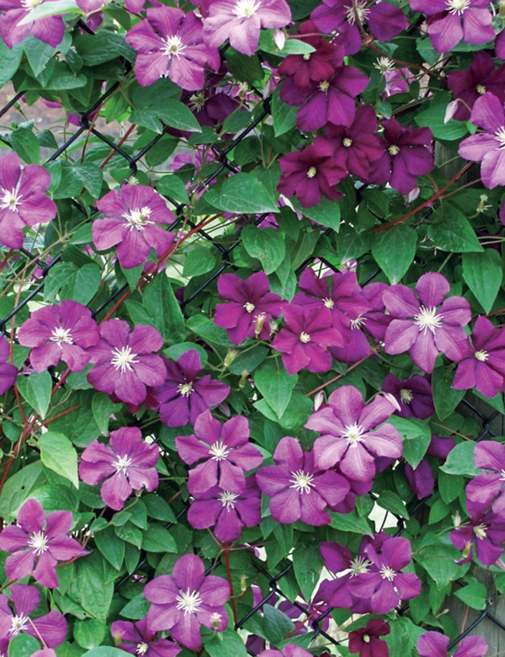 Viticella Clematis 'Etoile Violette'