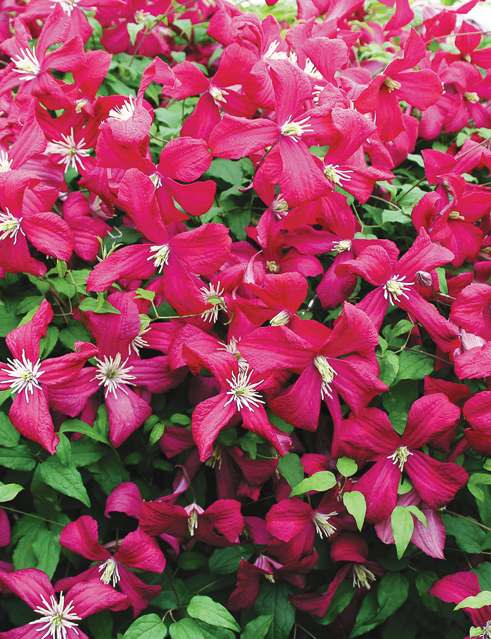 Viticella Clematis 'Madame Julia Correvon'