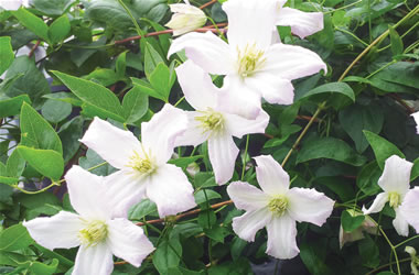 Clematis Viticella Little Nell
