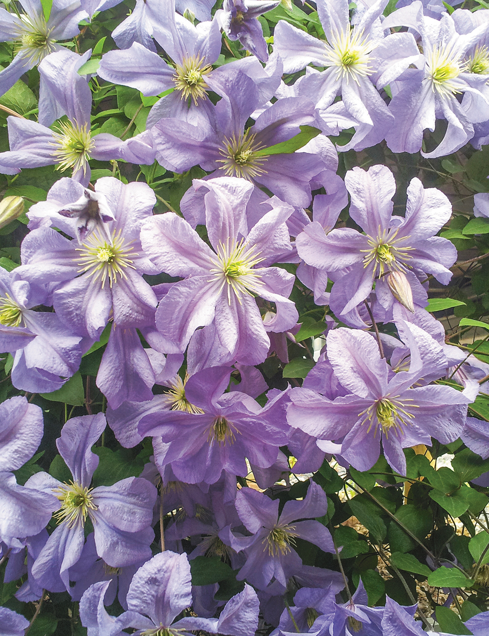 Clematis Viticella Prince Charles