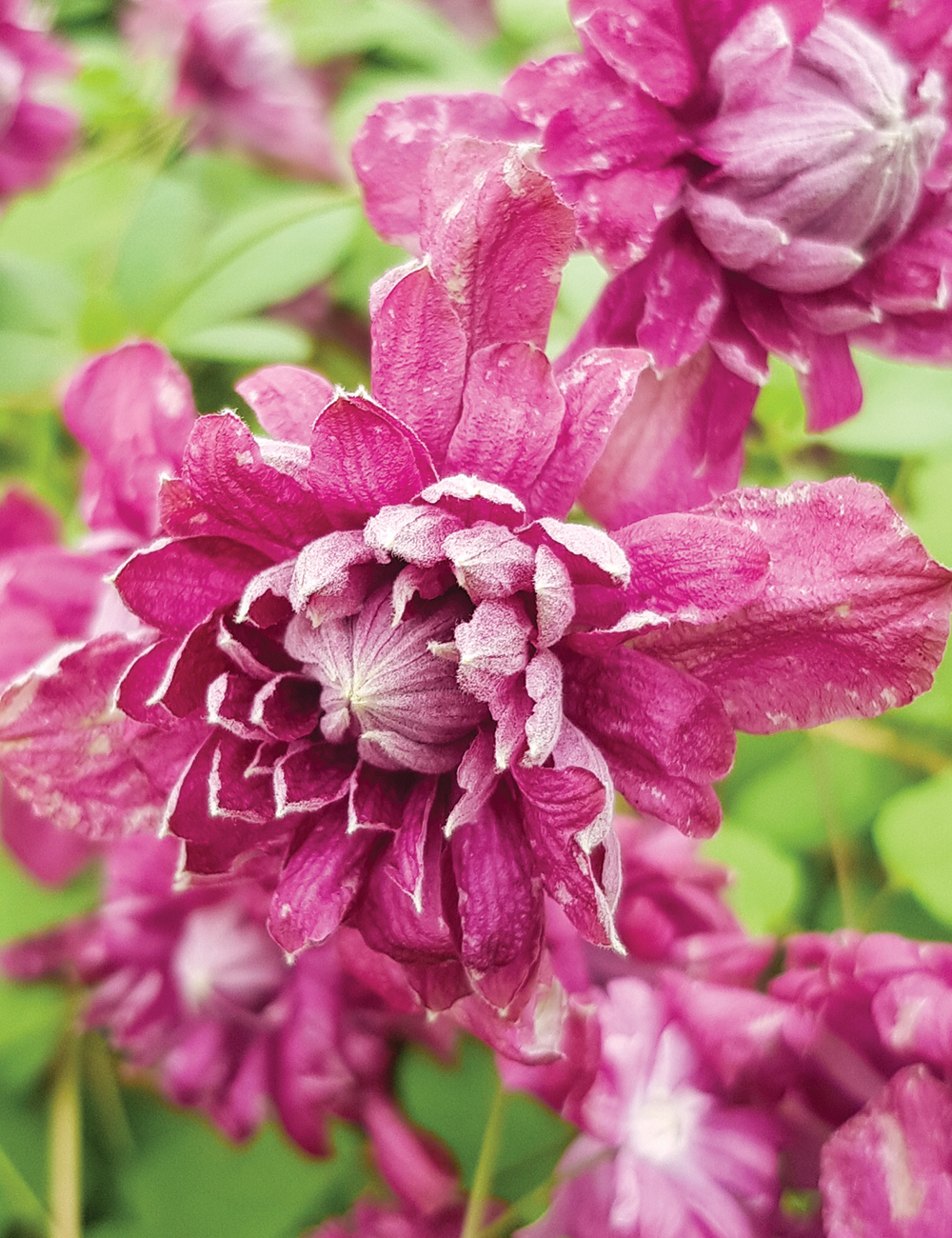 Viticella Clematis 'Purpurea Plena Elegans'