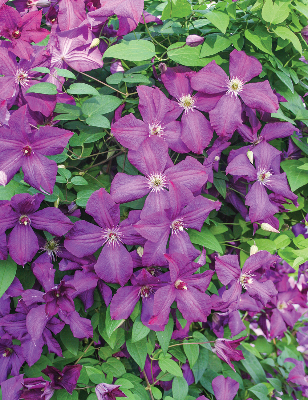 Viticella Clematis 'Polish Spirit'