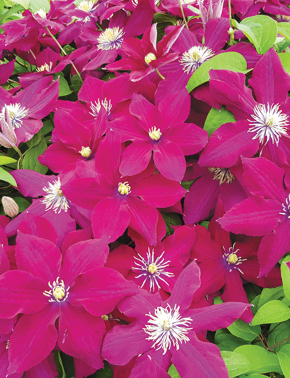 Clematis Viticella Rosemoor (Evipo002)