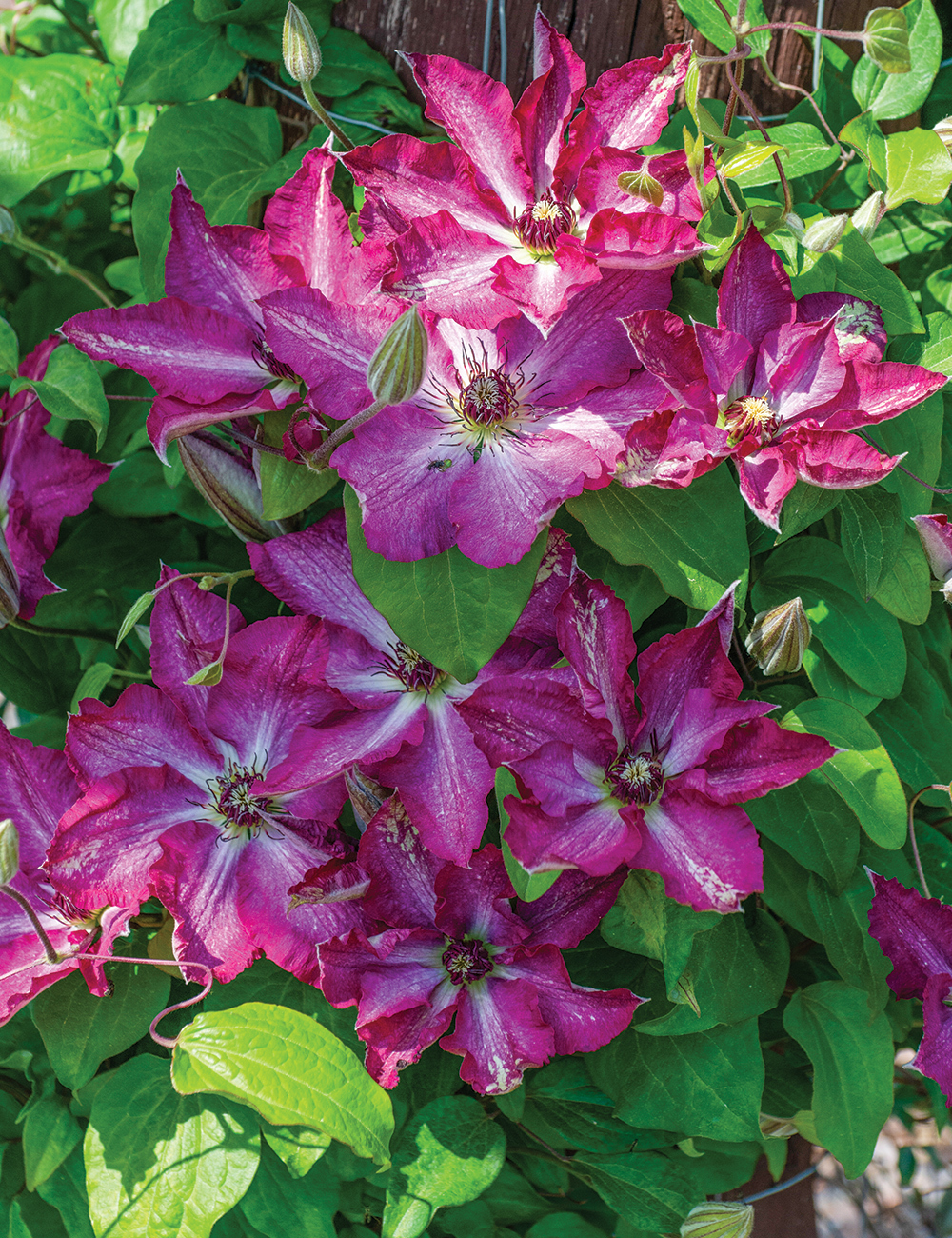 Viticella Clematis 'Viva Polonia' (Evipo018)