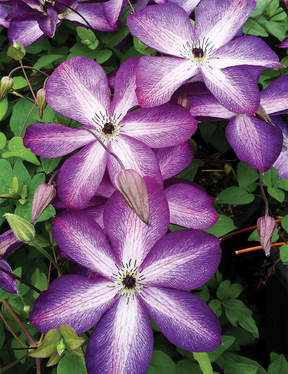 Viticella Clematis 'Venosa Violacea'