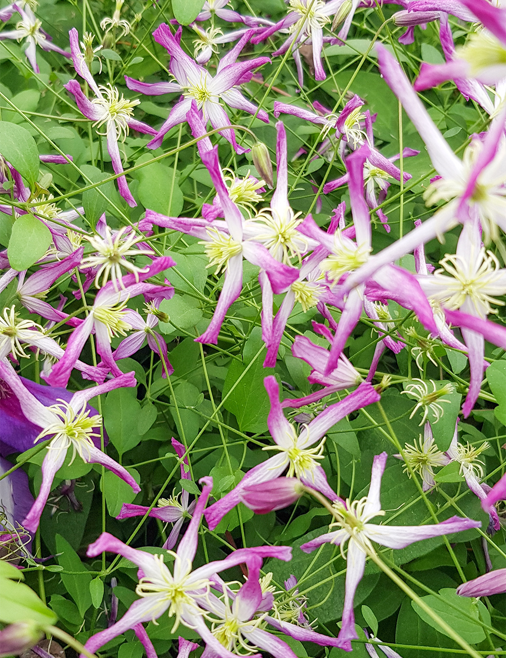 Clematis Rubromarginata