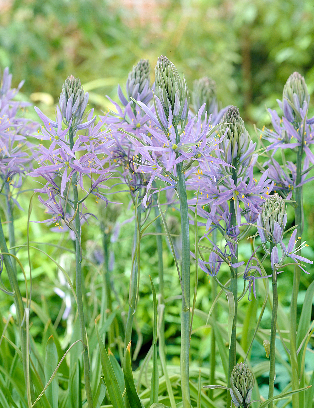 Indian Hyacinth Zwanenburg