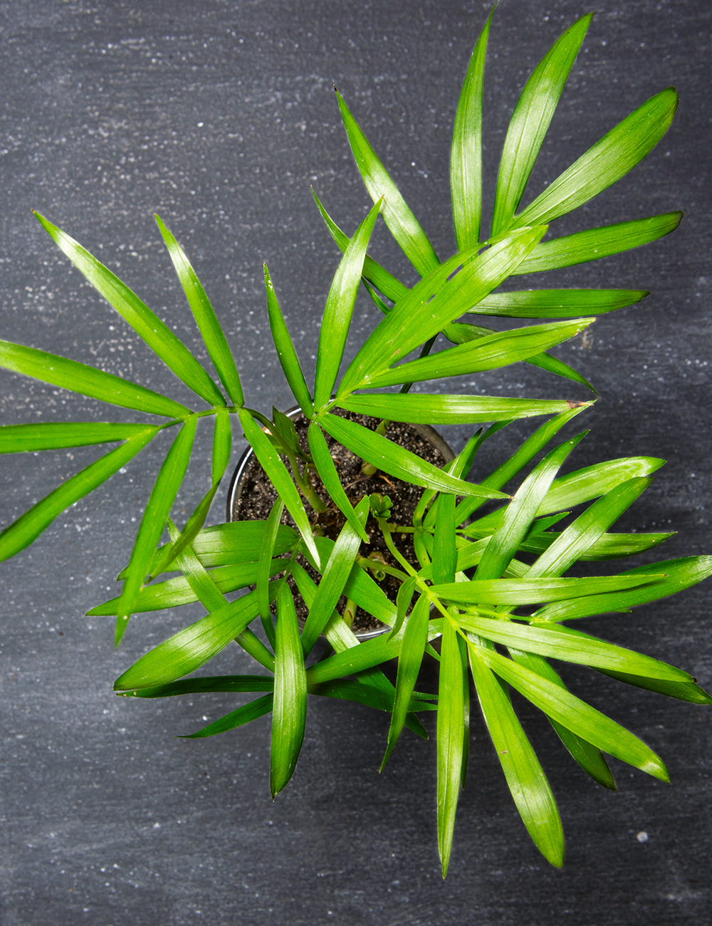 Parlour Palm