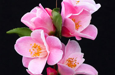 Camellia Minato-No-Akebono