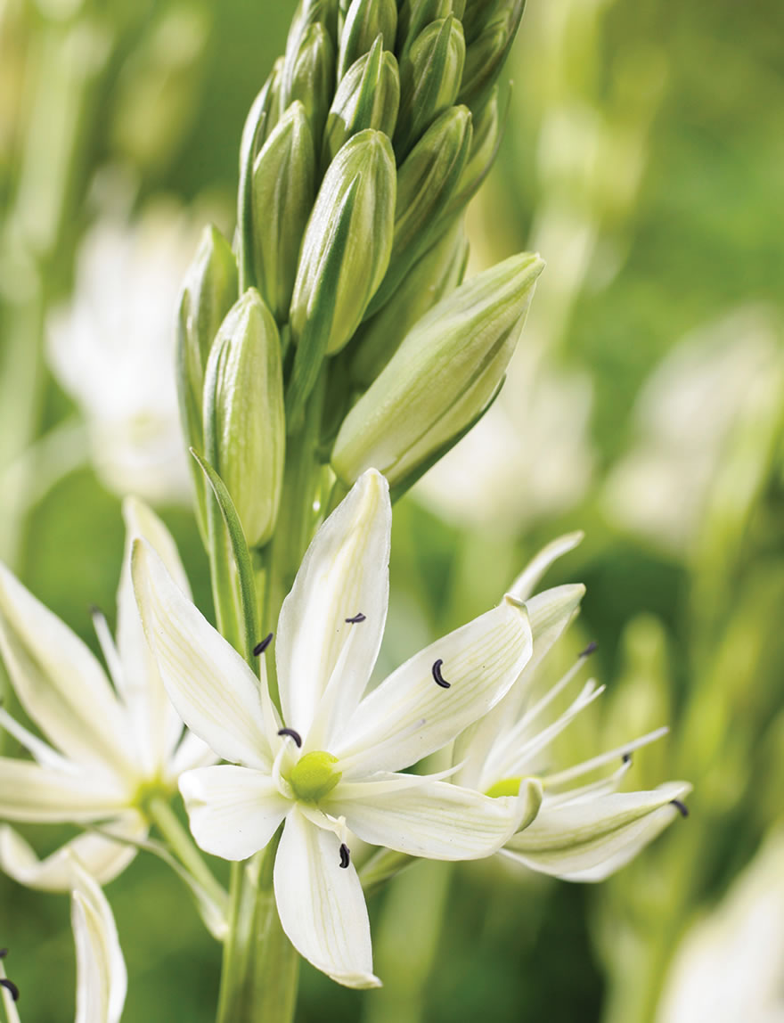 Wild Hyacinth Alba