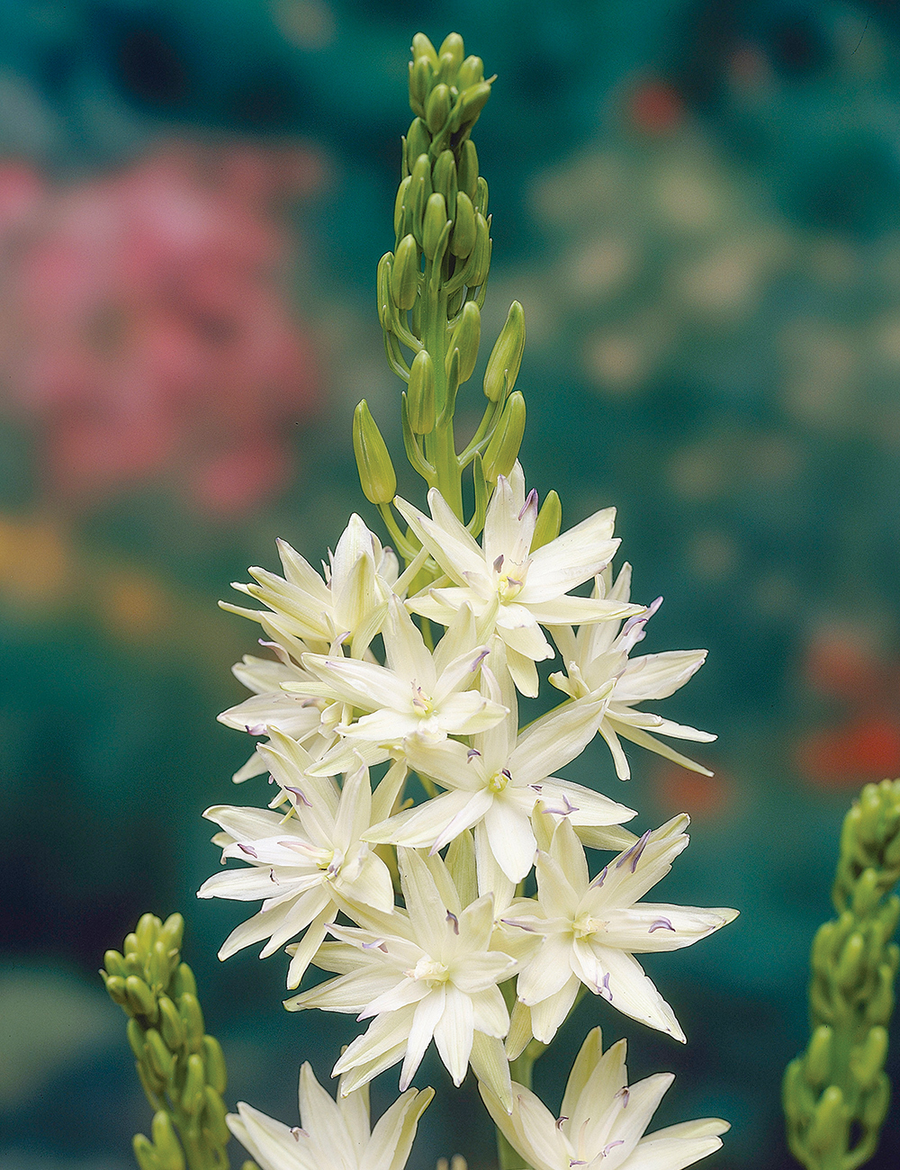 Indian Hyacinth Semiplena