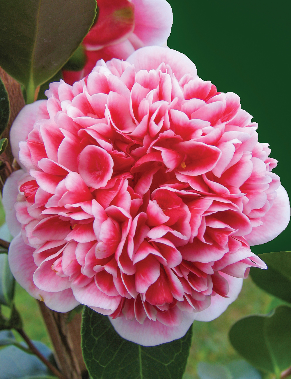 Camellia 'Volunteer'