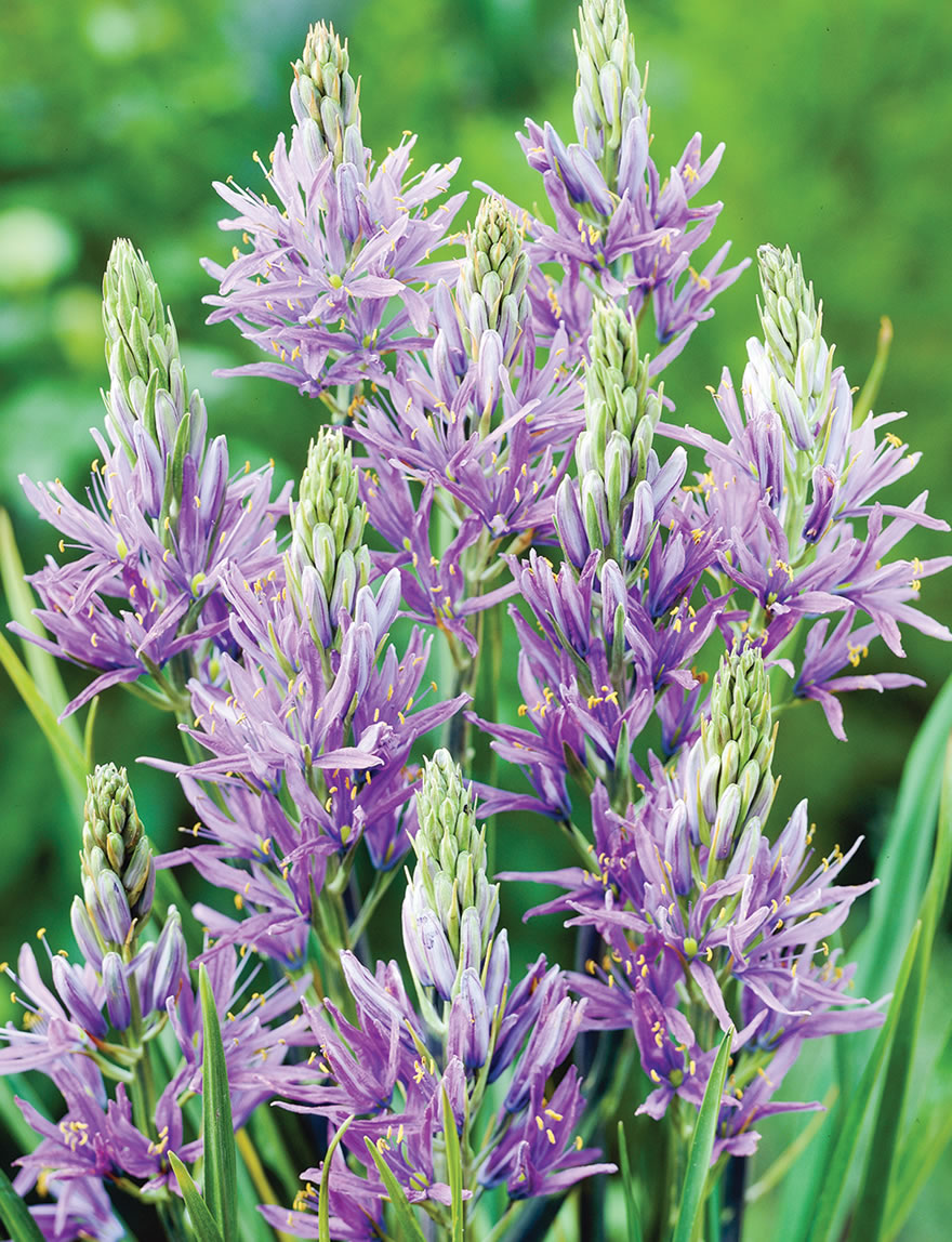 Wild Hyacinth Blue Melody