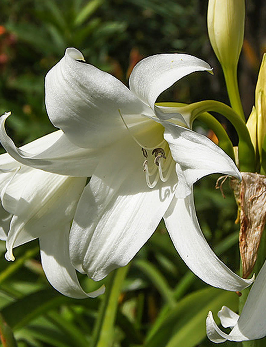 Natal Lily