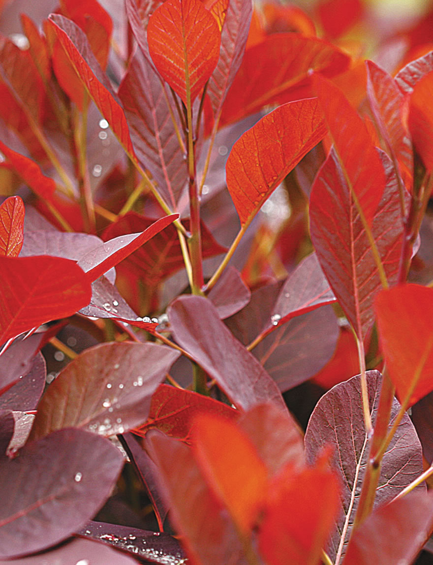 Cotinus Grace