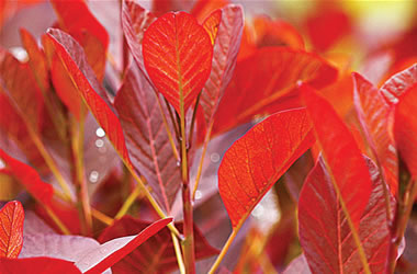 Smoke Bush Purpureus