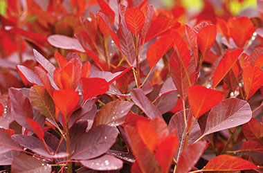 Smoke Bush